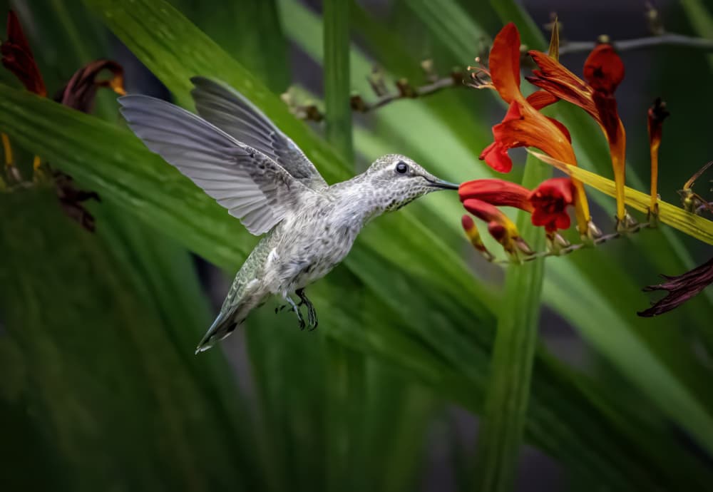 Hummingbird Nectar Feast by Ronald Scott Johnson — canvas wall art