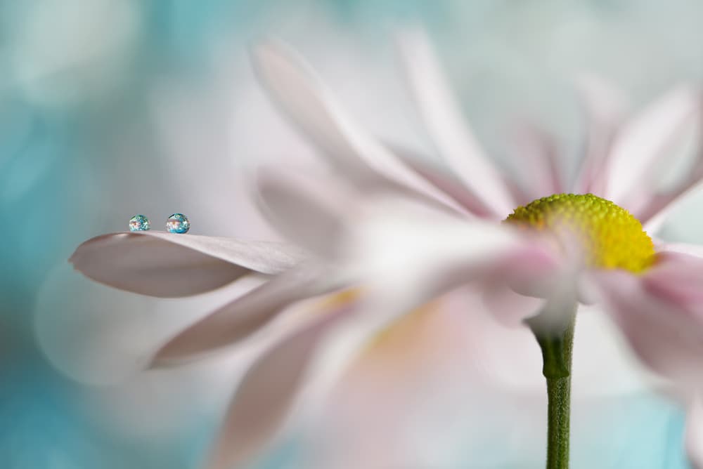Delicate Water Drops by Heidi Westum — canvas wall art