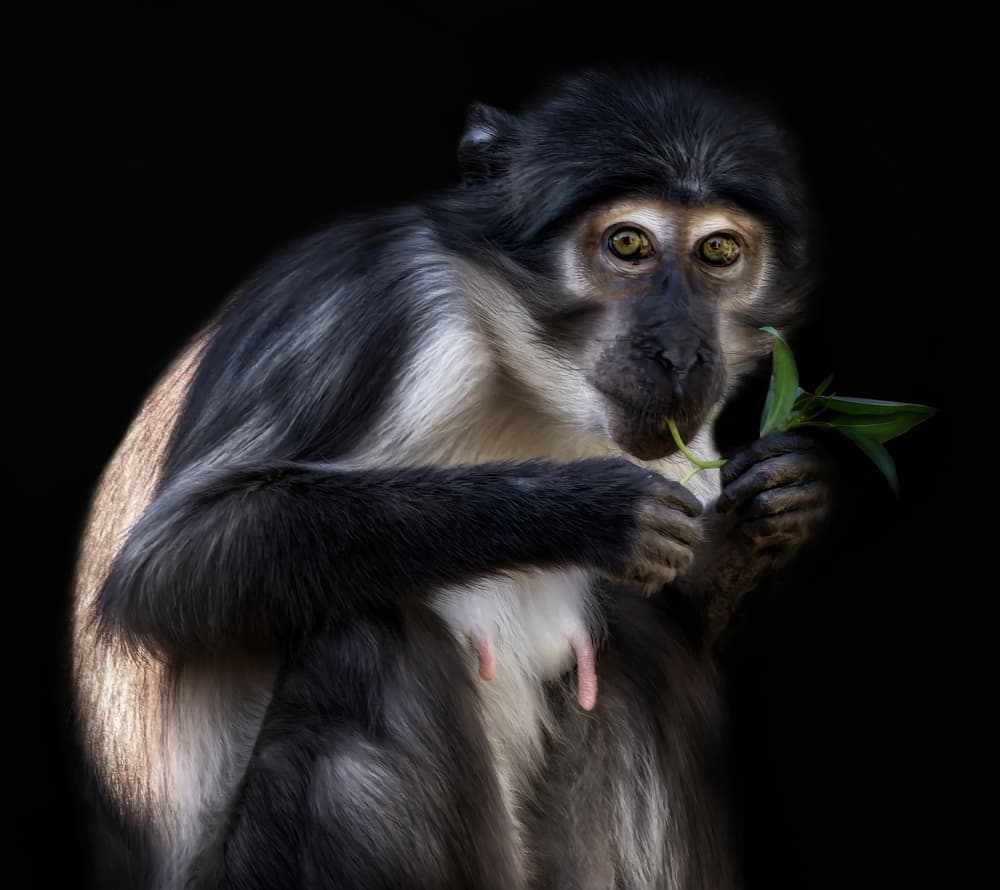 Focused Monkey Eating Leaf by Helena GARCIA HUERTAS — canvas wall art