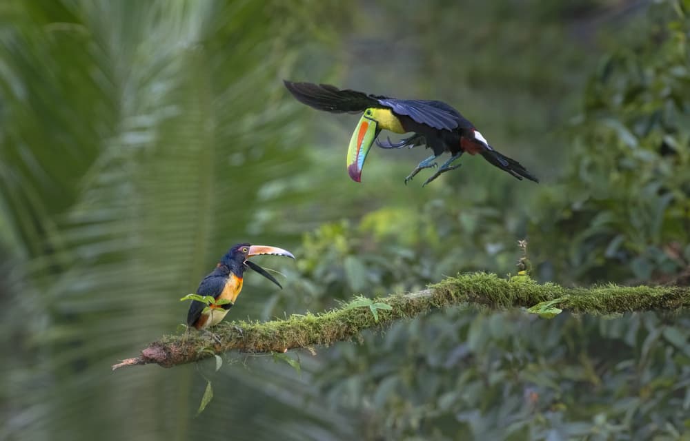Vibrant Toucan Landing by Larry Deng APA — canvas wall art