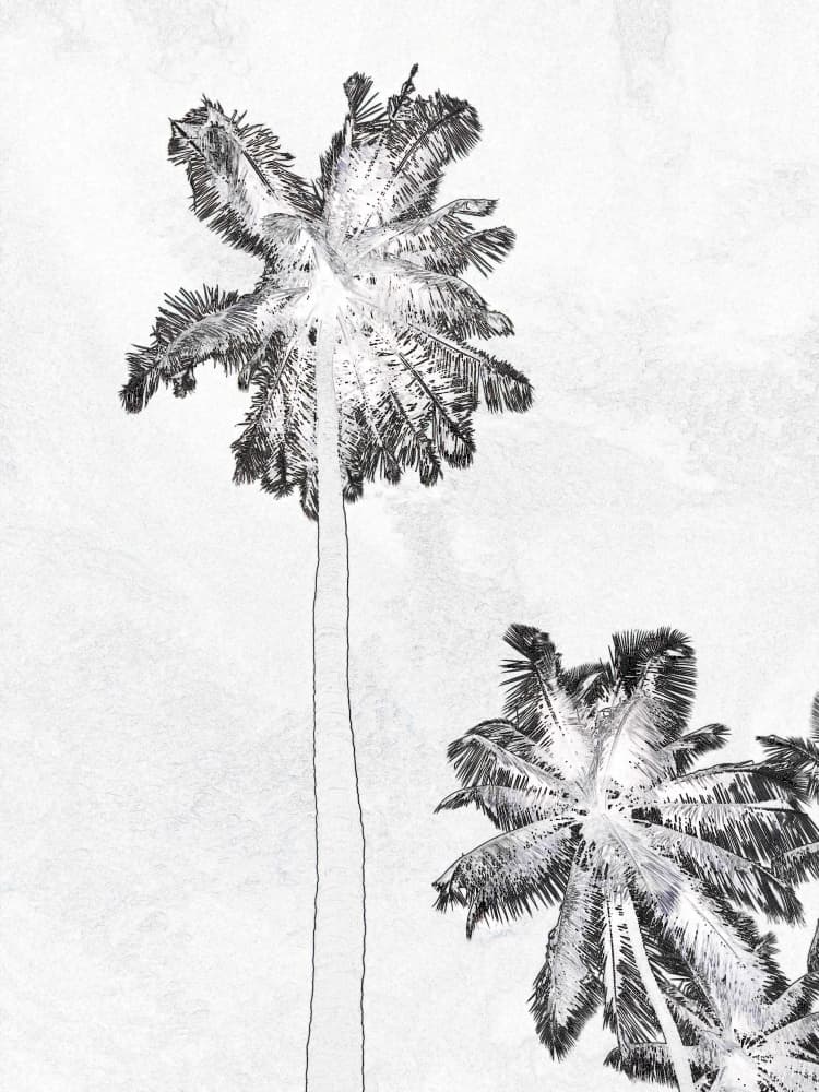 Monochrome Palm Trees by Santhosh ch — canvas wall art
