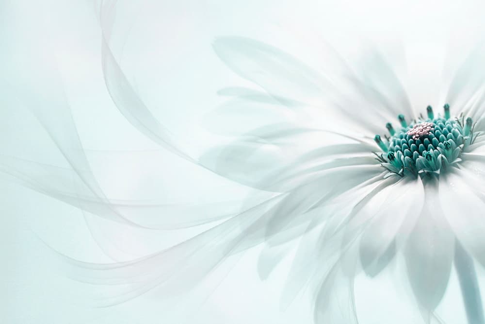 Delicate Teal Daisy by Jacky Parker — canvas wall art