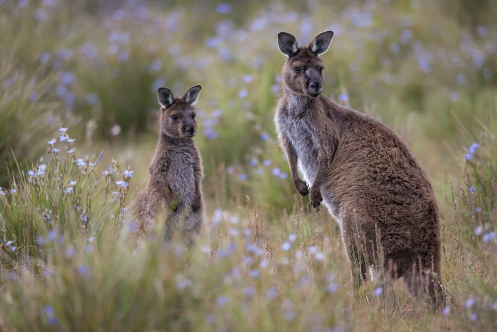 Kangaroo And Joey by Peter Stahl — canvas wall art