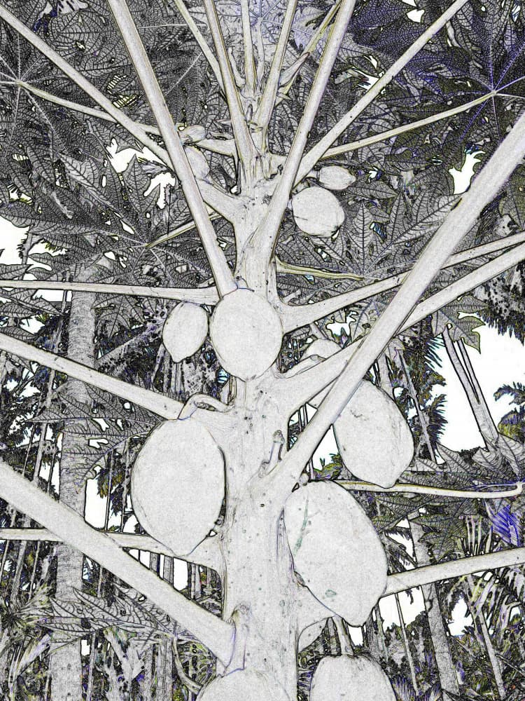 Tropical Papaya Tree by Santhosh ch — canvas wall art