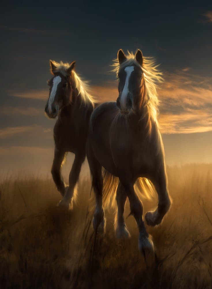 Golden Hour Horses by Charlaine Gerber — canvas wall art