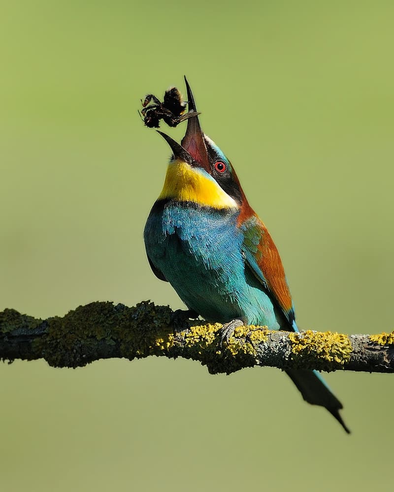 Vibrant Bee-eater Feeding by Marco Pozzi — canvas wall art