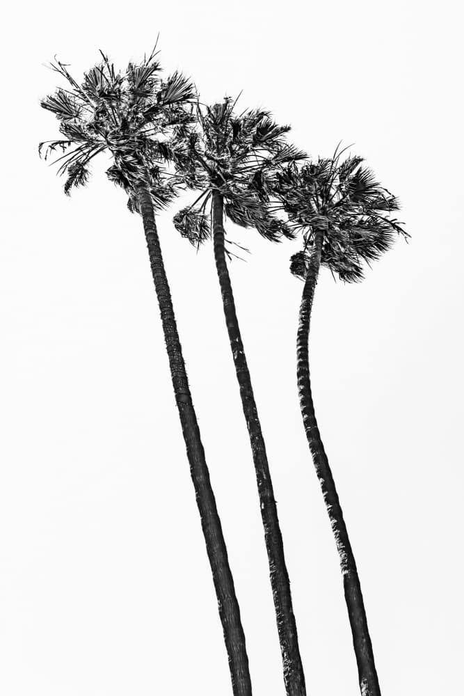 Tropical Palm Trio by Melanie Viola — canvas wall art