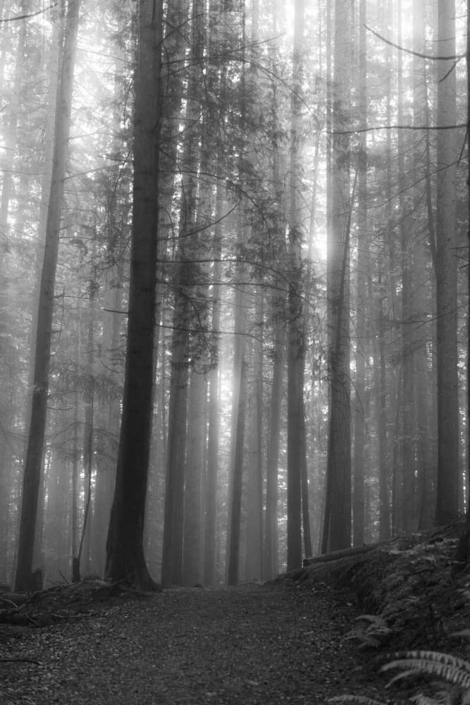 Misty Forest Path by Lynann Colligan — canvas wall art