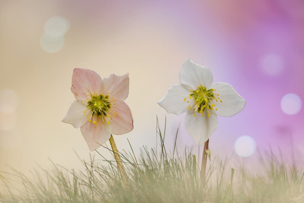 Dreamy Hellebore Garden by Roberto Marini — canvas wall art