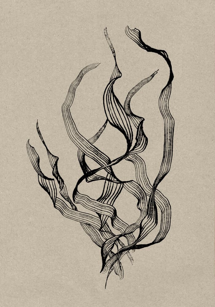 Delicate by Dan Hobday — canvas wall art