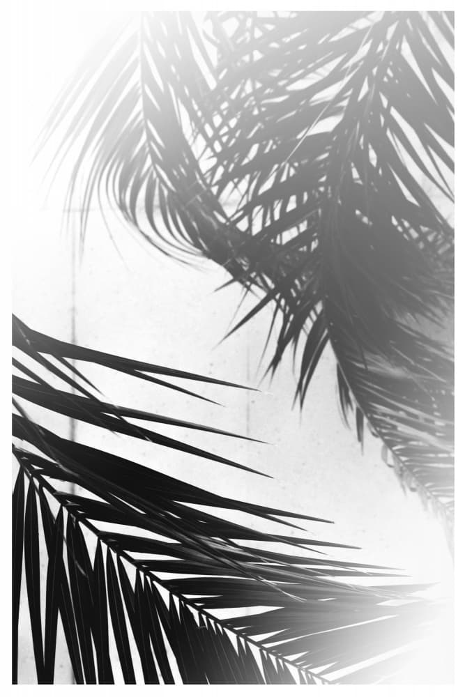 Palm Silhouettes by THE MIUUS STUDIO — canvas wall art