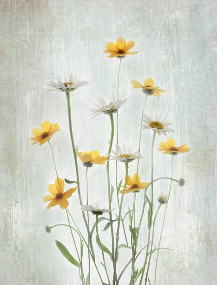 Soft Daisy Blooms by Binbin L. — canvas wall art