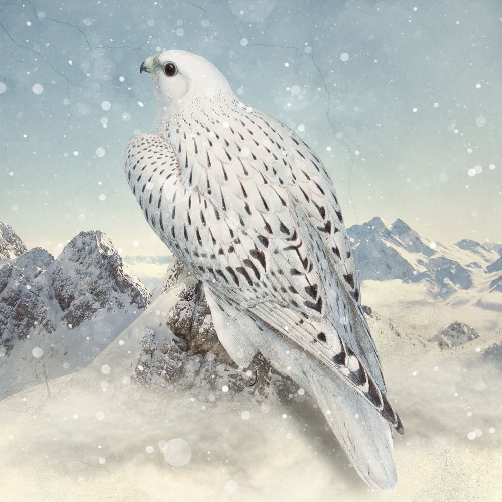 Majestic Winter Falcon