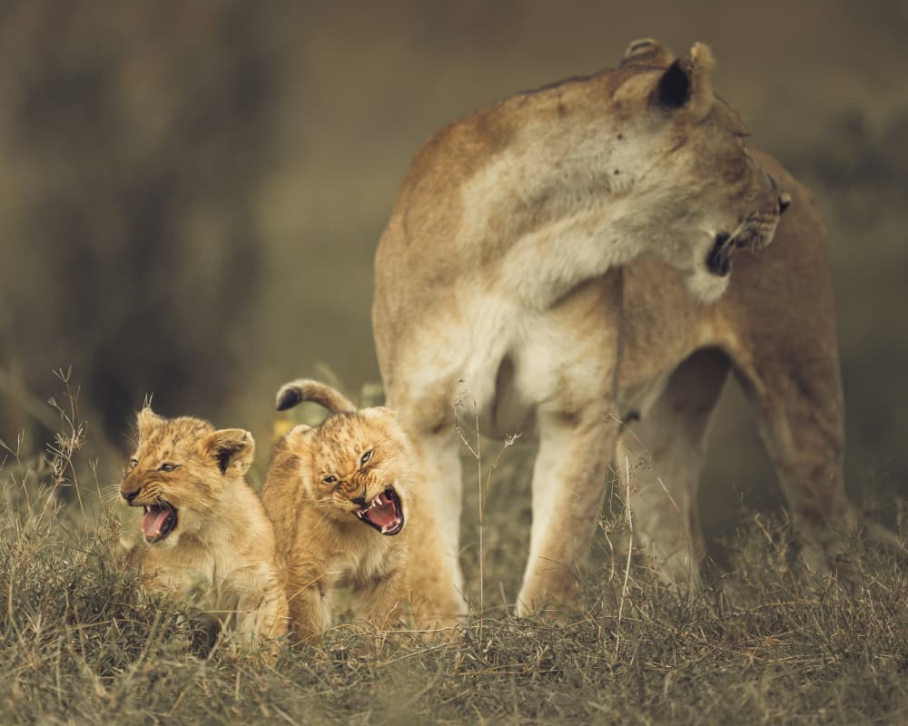 Roaring Lion Cubs by Ahmed Sobhi — canvas wall art