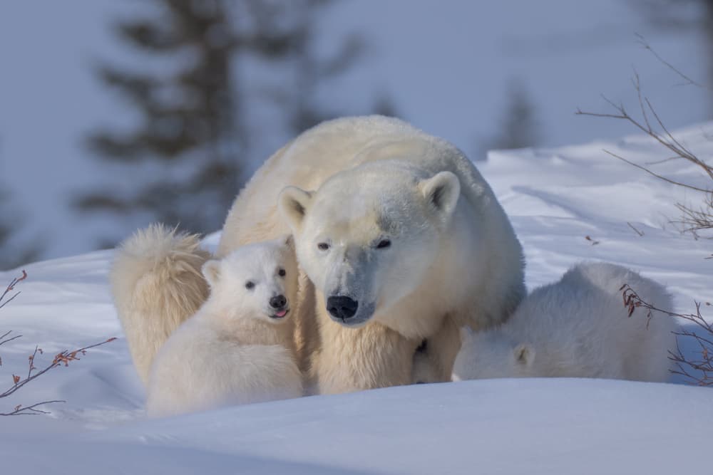 Winter Polar Bear Family by MIN LI — canvas wall art