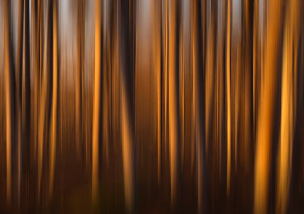 Golden Forest Glow by Christian Lindsten — canvas wall art