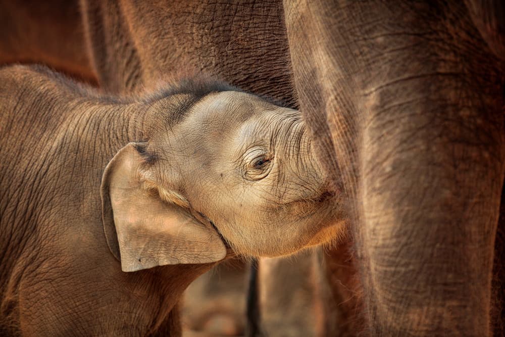 Baby Elephant Nurturing by Antje Wenner-Braun — canvas wall art