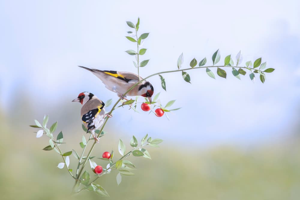 Serene Goldfinches and Berries by Martine Benezech — canvas wall art