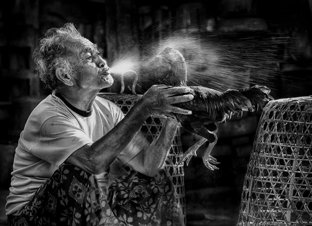 Traditional Rooster Care by Angela Muliani Hartojo — canvas wall art