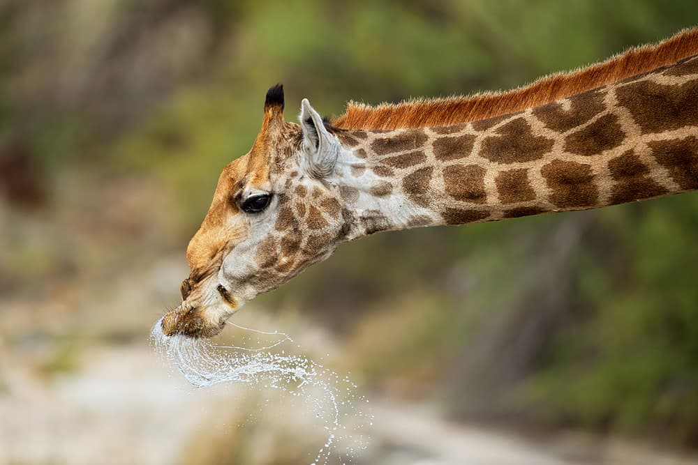 Thirsty Giraffe Splash by Marco Pozzi — canvas wall art