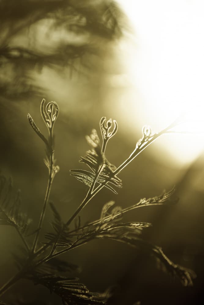 Golden New Growth by Mareike Böhmer — canvas wall art