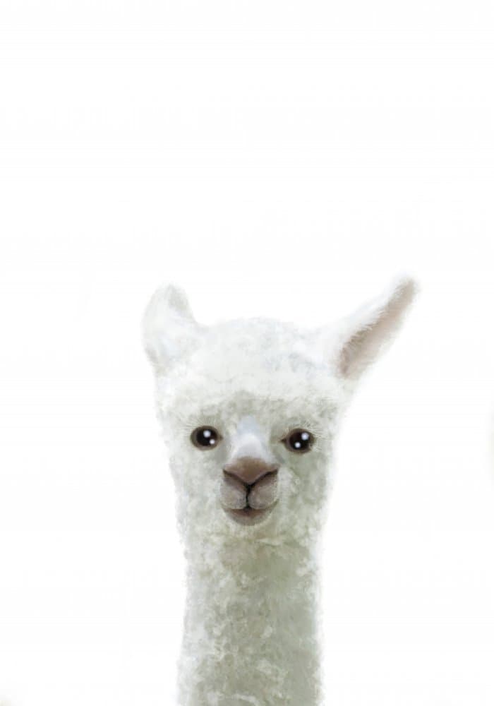 Sweet Baby Alpaca by Pictufy Studio II — canvas wall art