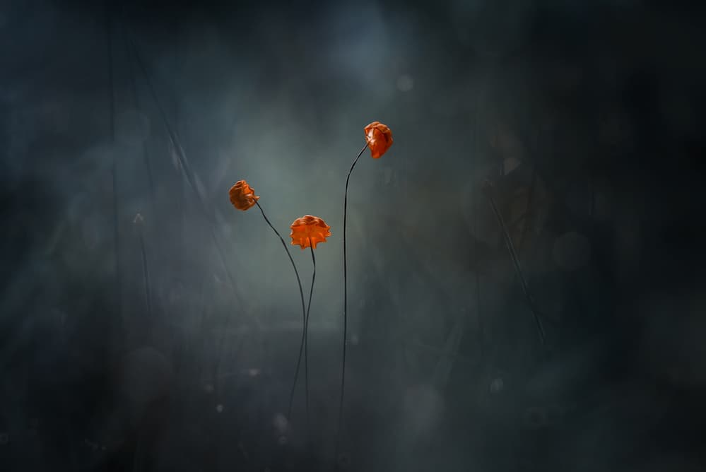 Soft Orange Blooms by Abdul Gapur Dayak — canvas wall art