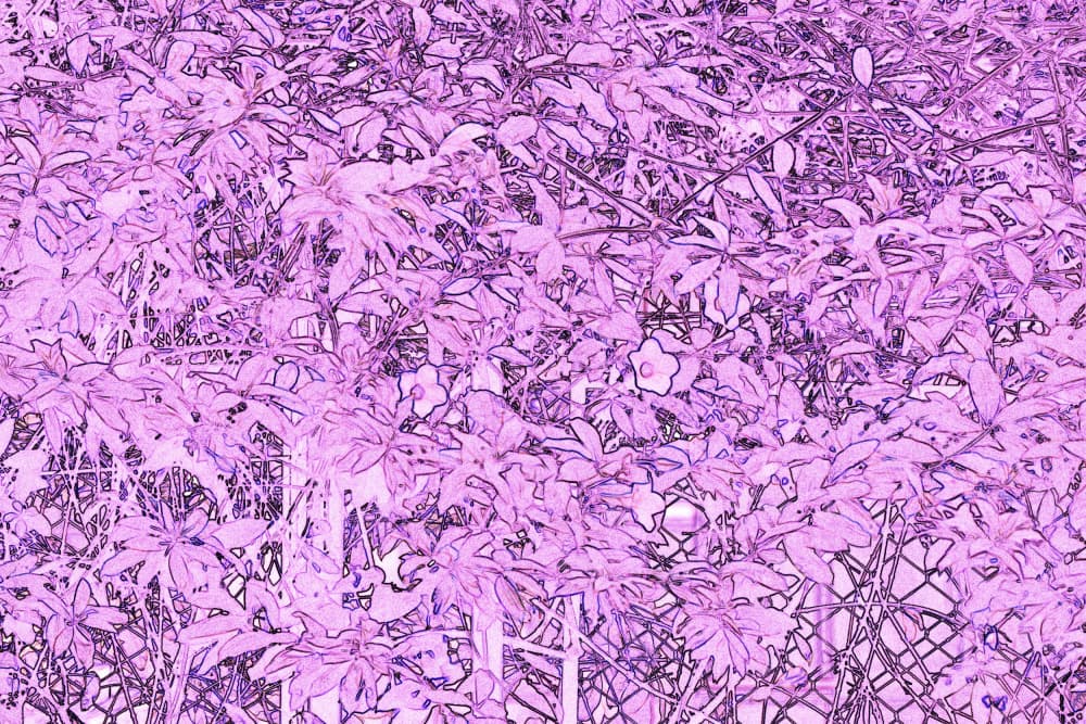 Vibrant Purple Leaves by Santhosh ch — canvas wall art
