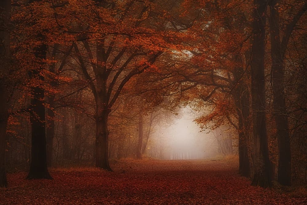 Misty Autumn Forest Path by Saskia Dingemans — canvas wall art