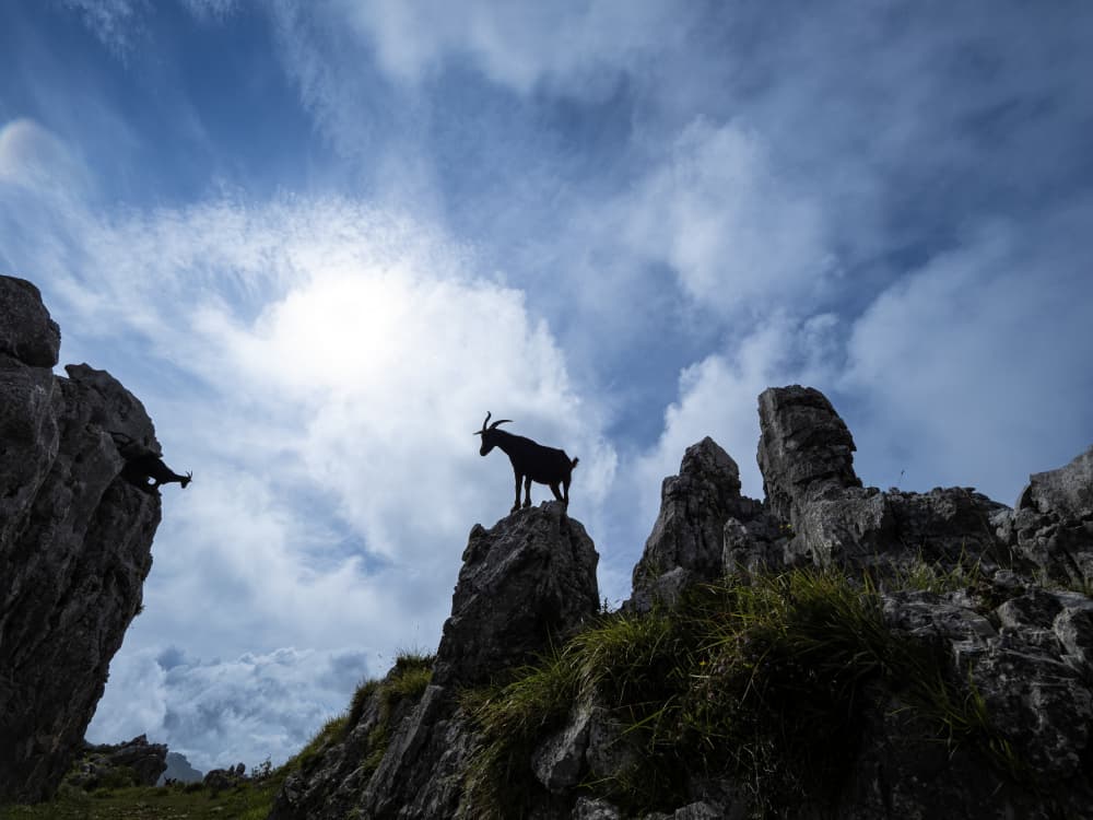 Goats On Rocky Peaks by JA Ruiz Rivas — canvas wall art