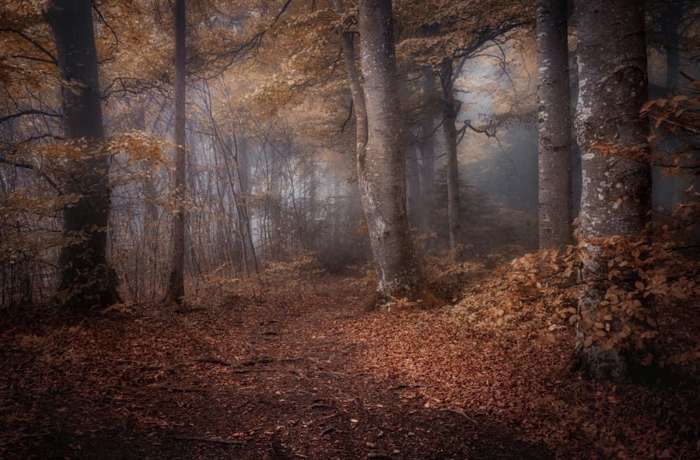 Misty Autumn Forest Path by Norbert Maier — canvas wall art