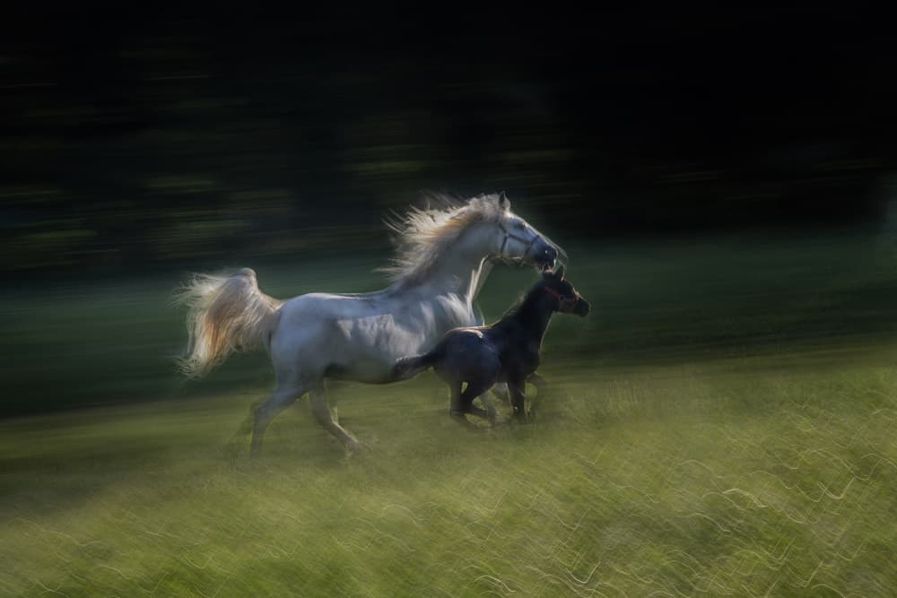 Galloping Mare and Foal by Milan Malovrh — canvas wall art