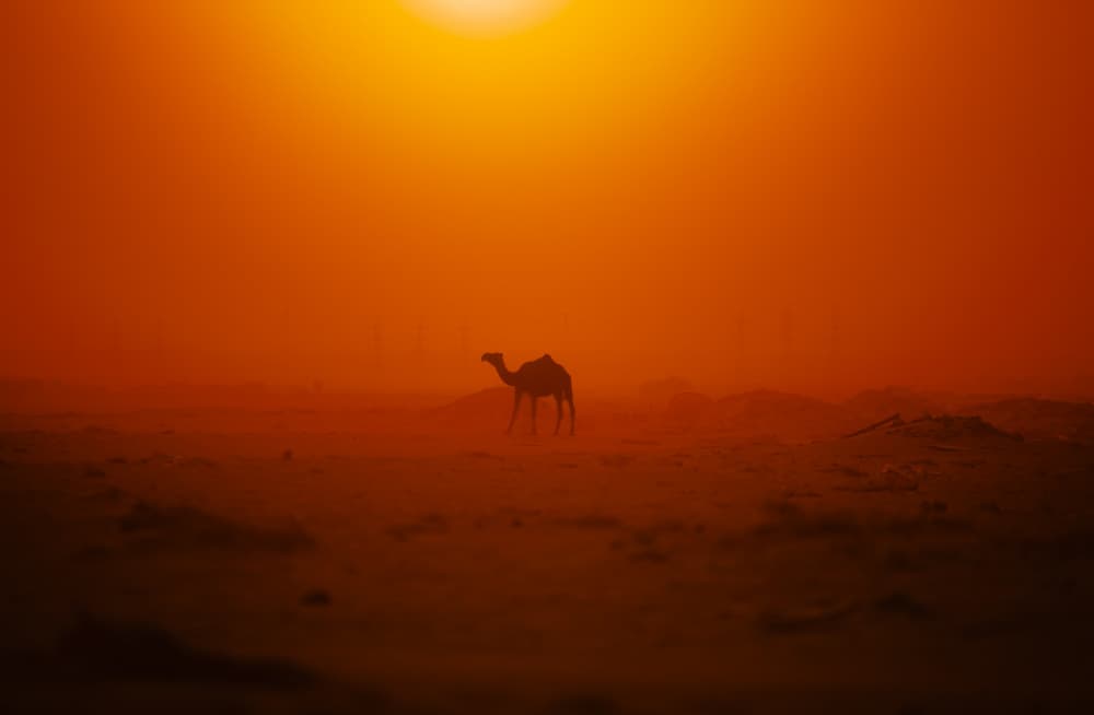 Orange Desert Camel by basheer alkhairallah — canvas wall art