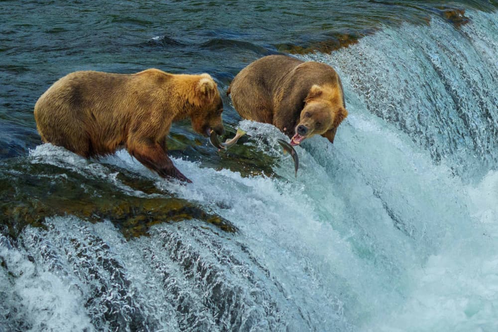 Grizzly Bears Fishing Waterfall by Xiaoyuan Xu — canvas wall art
