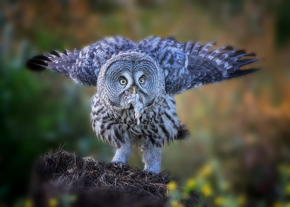 Great Grey Owl's Catch by Annie Poreider — canvas wall art