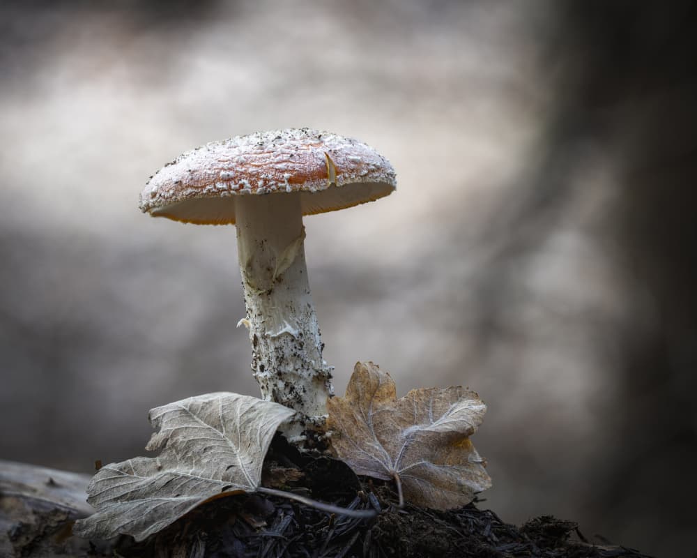 Frosty Forest Mushroom by Sergio Barboni — canvas wall art