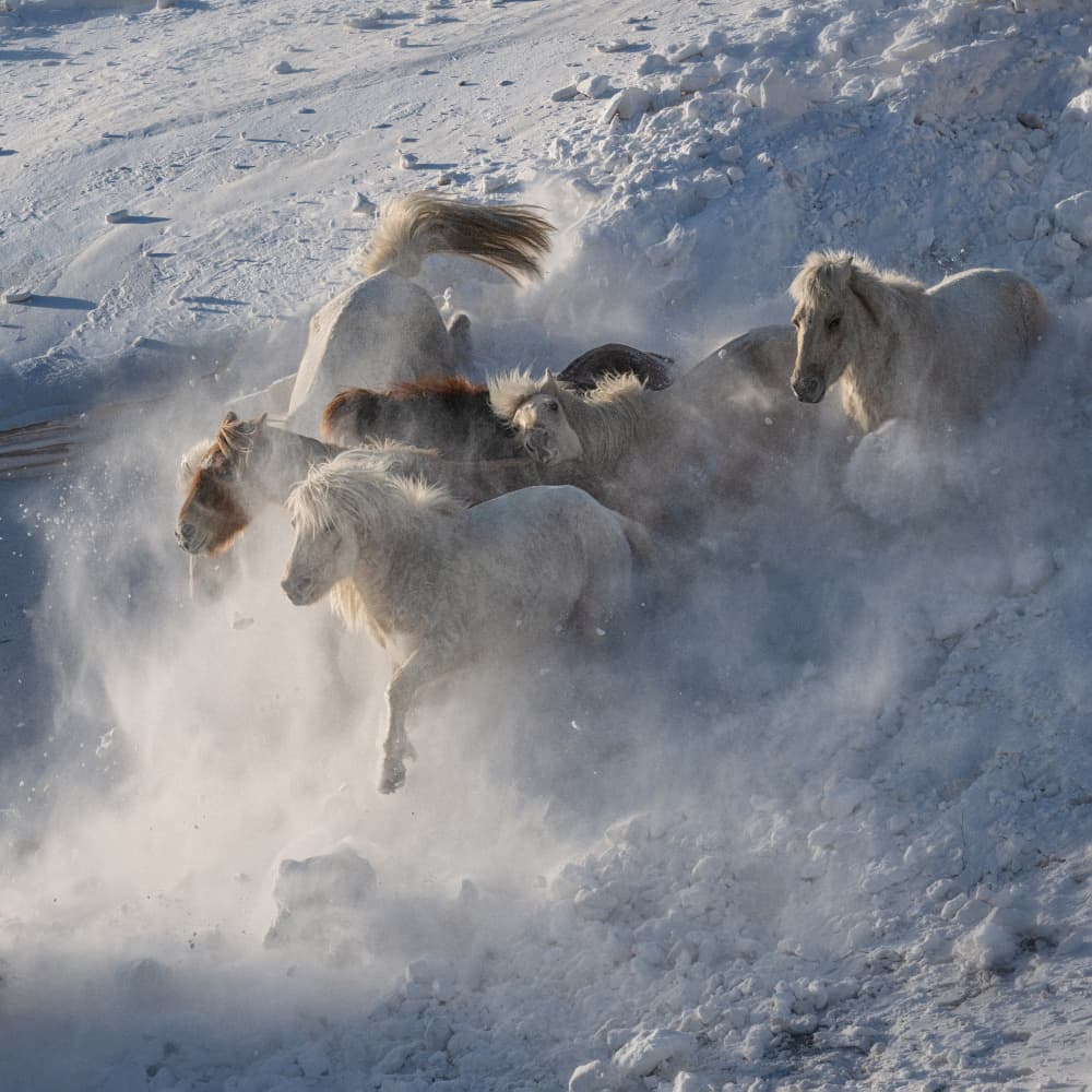 Wild Horses Running Snow by Chuanxu Ren — canvas wall art