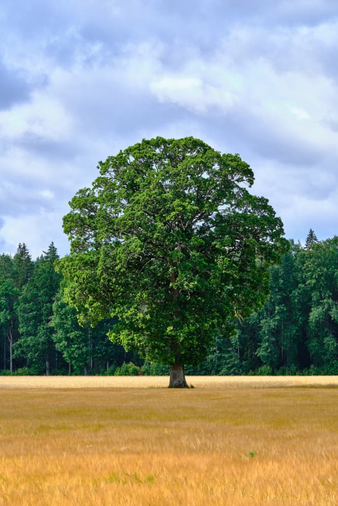 Majestic Tree Golden Field by Geertjan Plooijer — canvas wall art