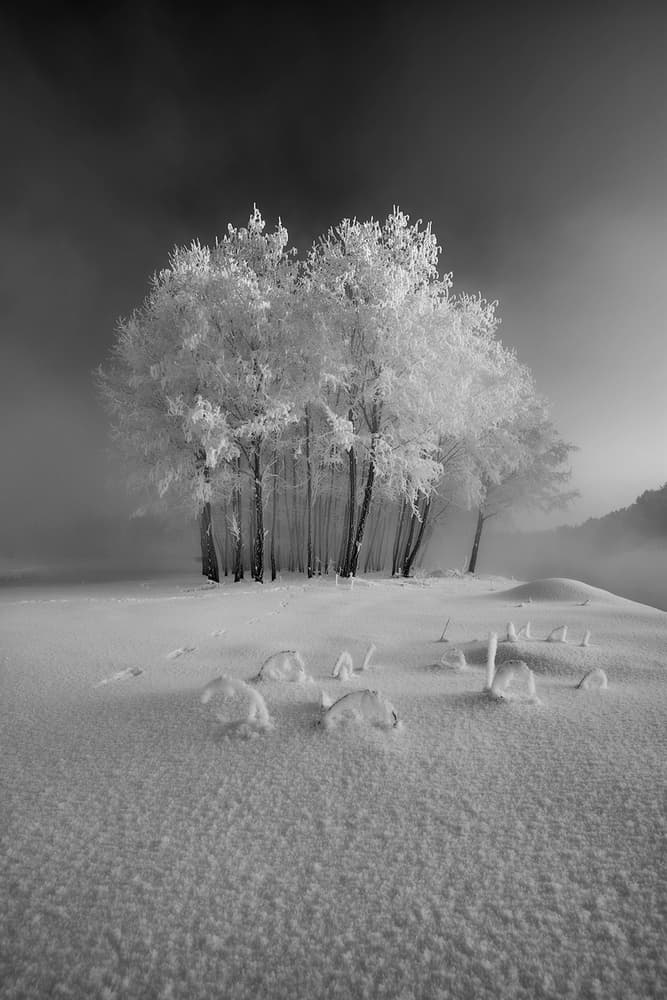 Frozen Winter Trees by Krzysztof Mierzejewski — canvas wall art