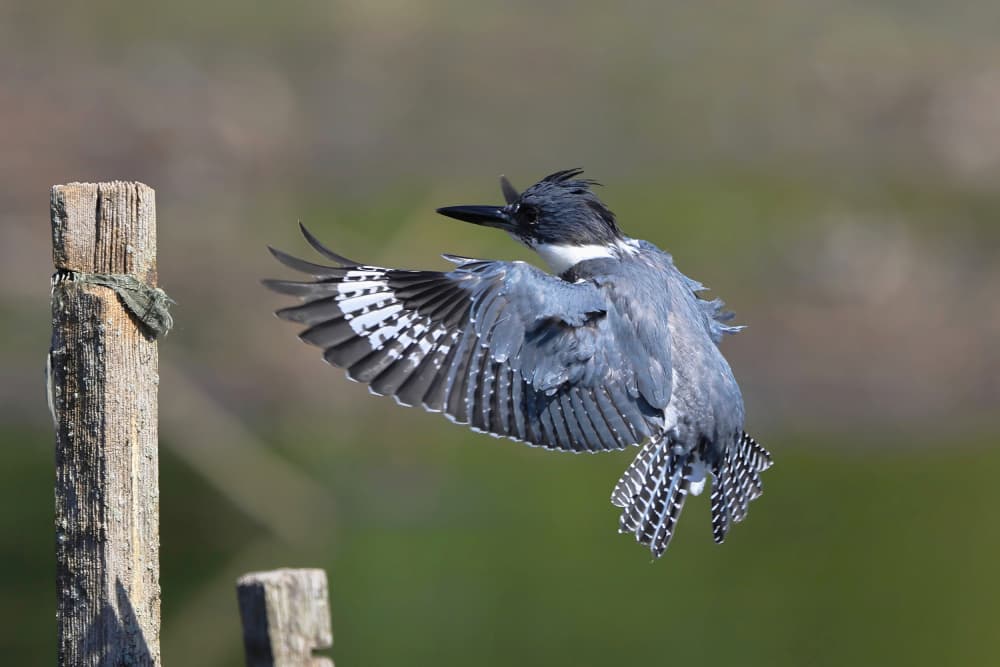 Belted Kingfisher in Flight by Gavin Lam — canvas wall art