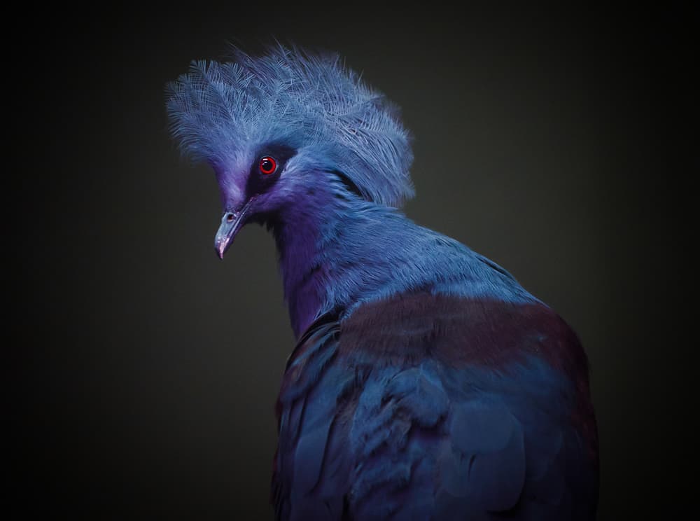 Regal Victoria Crowned Pigeon by HAN dong hee — canvas wall art