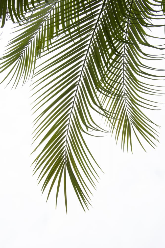 Tropical Palm Fronds by amini54 — canvas wall art