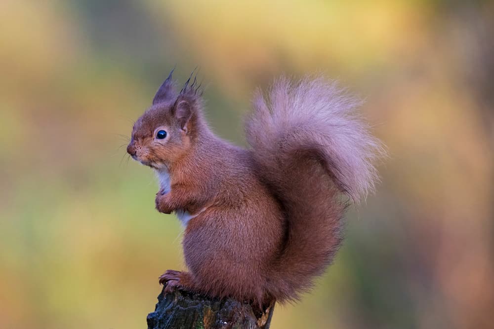 Alert Red Squirrel by Howard Ashton-Jones — canvas wall art