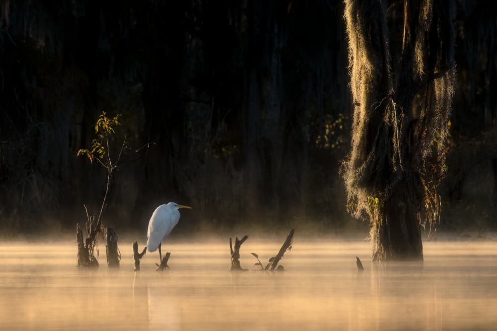 Egret In Golden Mist by Willa Wei — canvas wall art