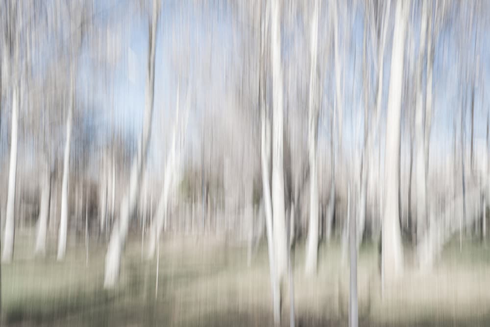 Dreamy Winter Forest by Imaginative — canvas wall art