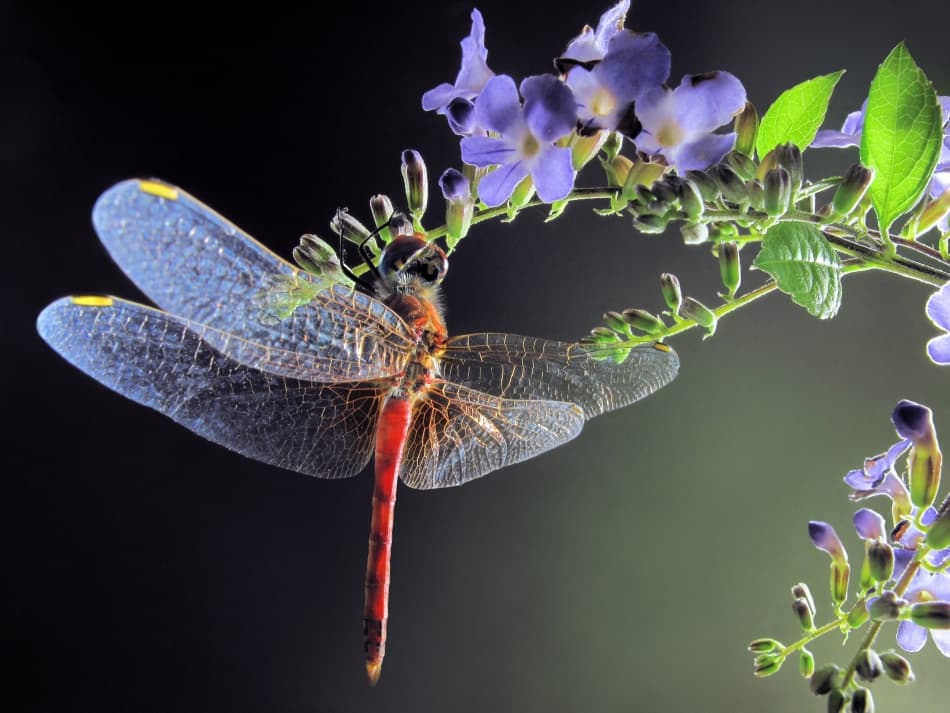 Vibrant Dragonfly on Blooms by Jimmy Hoffman — canvas wall art