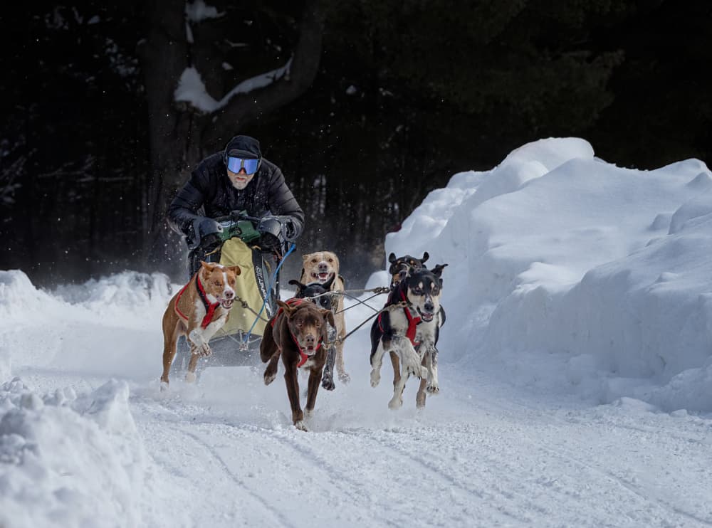 Racing Sled Dogs by Molly Fu APA — canvas wall art