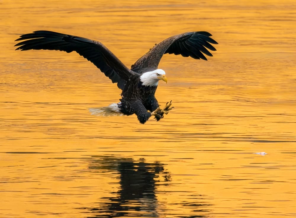 Golden Hour Eagle Hunt by Yunqiang Li — canvas wall art