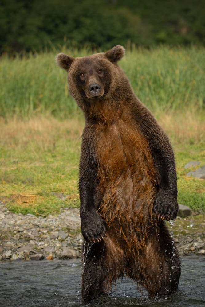Grizzly Bear In Water by Barbara Gill — canvas wall art