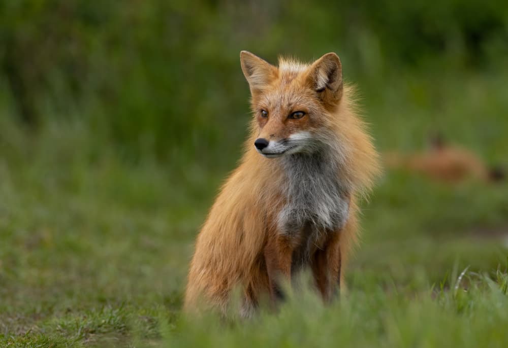Red Fox Gaze by Johnson Huang — canvas wall art